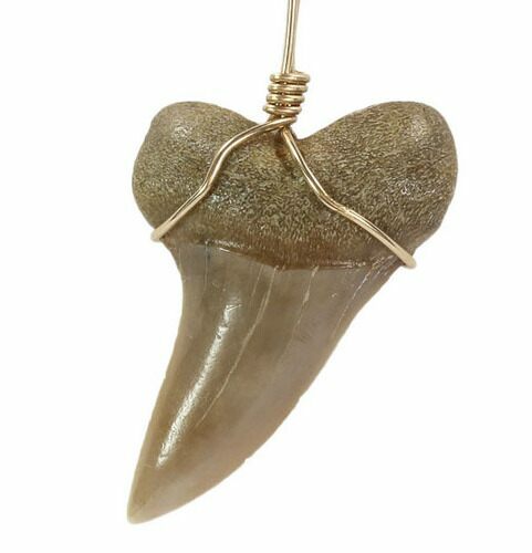 Fossil Mako Tooth Necklace - Bakersfield, California #95251